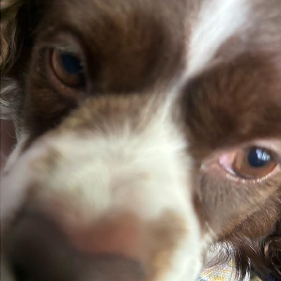 Meet your Posher, Jacob - Picture 1 of 1